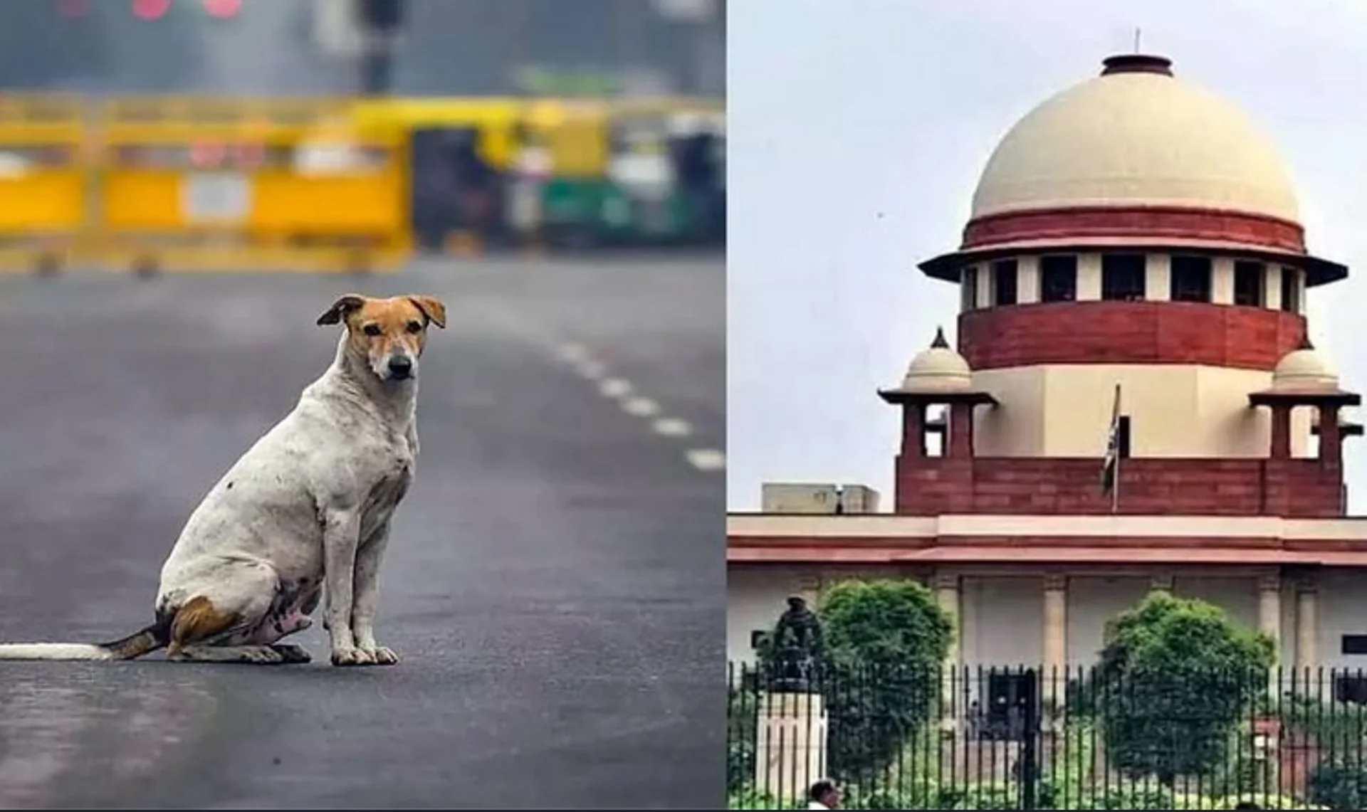 SC का बड़ा आदेश: अब राज्यों पर होगी जिम्मेदारी, 70% कुत्तों की नसबंदी और टीकाकरण अनिवार्य