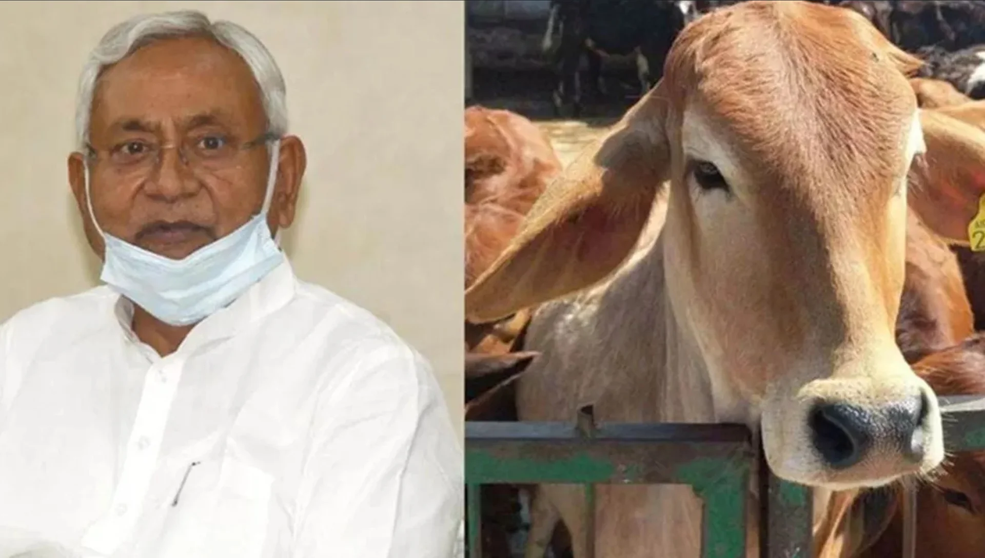 Bihar Gavy Vikas Yojana 2025: गायों से बदल रही ग्रामीण अर्थव्यवस्था! बिहार की नई योजनाओं से लाखों पशुपालकों को सीधा फायदा