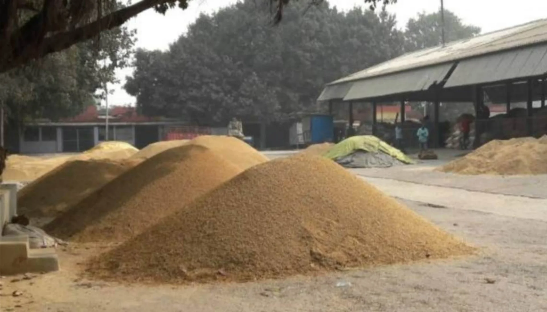 Bihar Paddy Procurement: बिहार में धान खरीद का नया रिकॉर्ड! 2024 में 30% ज्यादा खरीद, किसानों की बढ़ी आमदनी
