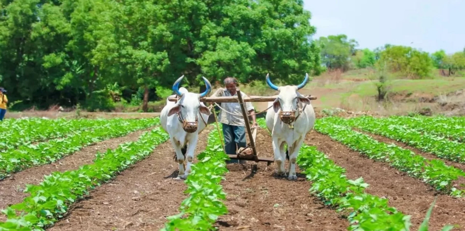 Bihar Farmers Scheme 2025: बिहार में सहकारी समितियों की बल्ले-बल्ले! अमित शाह करेंगे बड़े ऐलान, पैक्स में जन औषधि और बैंकिंग का तोहफा!