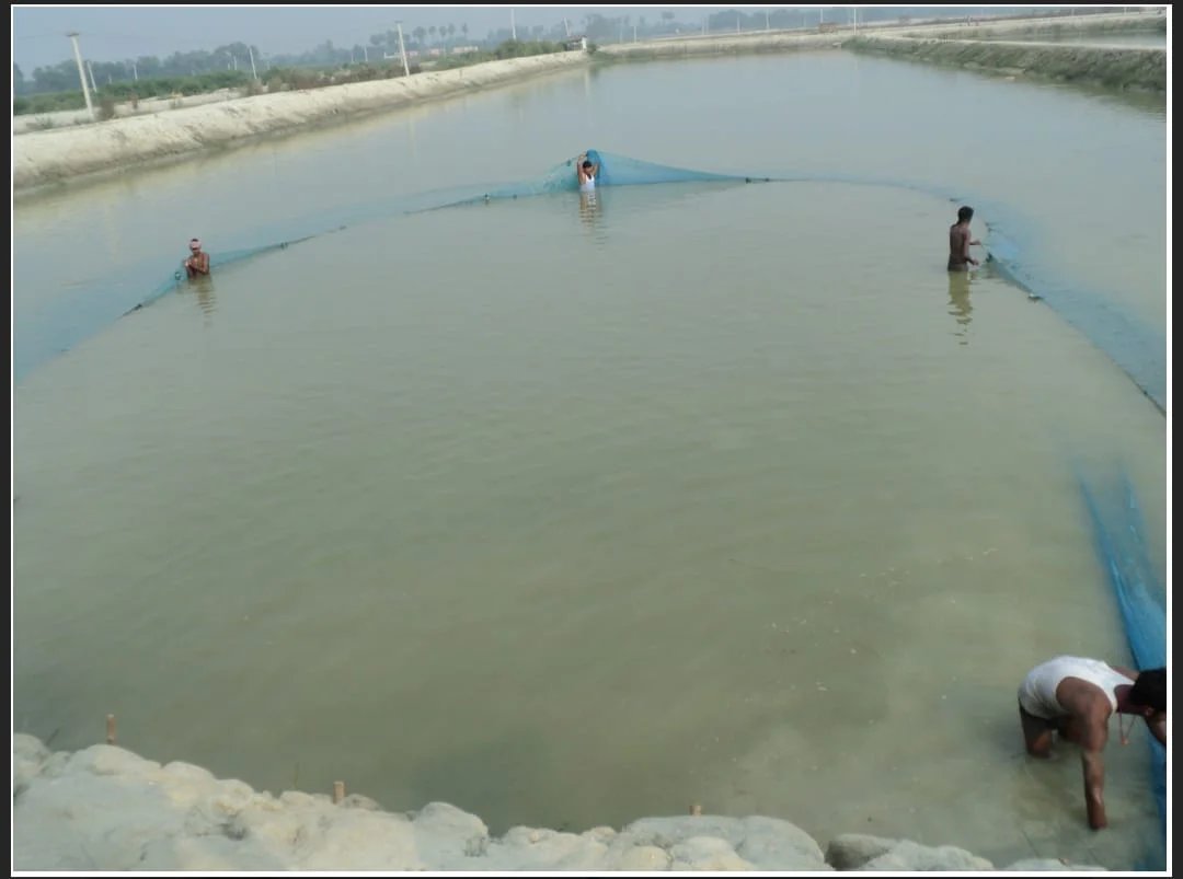 Fish Farming Tips April Bihar: गर्मी में मछलियों की देखभाल जरूरी! अप्रैल में करें ये 7 काम वरना हो सकता है भारी नुकसान – जानिए विशेषज्ञ की सलाह