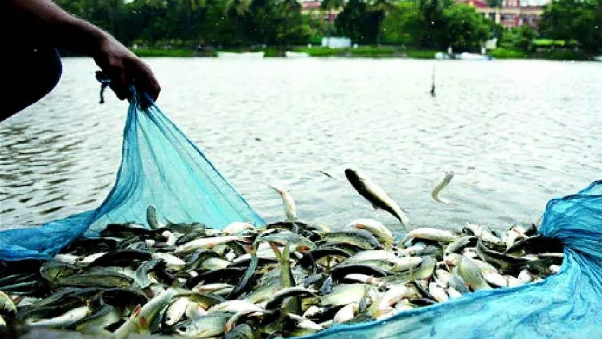 Bihar Matsya Vibhag News: बिहार से विदेशों तक जाएगी मछली! सरकार ने बनाई एक्सपोर्ट यूनिट की खास योजना
