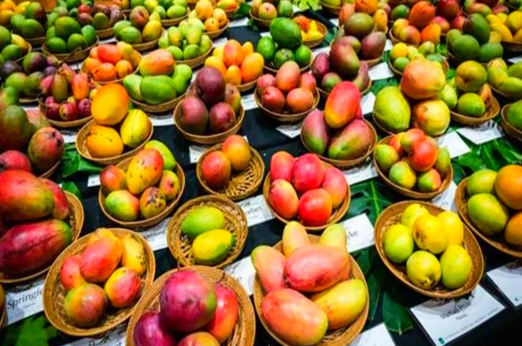 Mango Festival 2025 Patna: CM नीतीश कुमार ने किया आम महोत्सव 2025 का उद्घाटन, ज्ञान भवन में जुटे 800 किसान