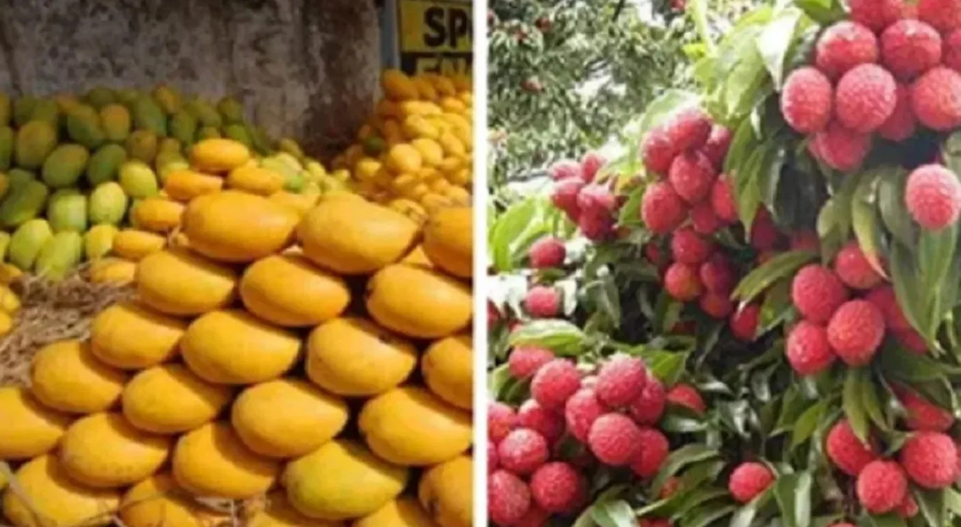 Bihar Horticulture Subsidy 2025: बिहार में बागवानी से चमकेंगे किसान! आम-लीची पर 50% और केला-पपीता पर 75% अनुदान, ड्रिप-स्प्रिंकलर पर भी भारी छूट