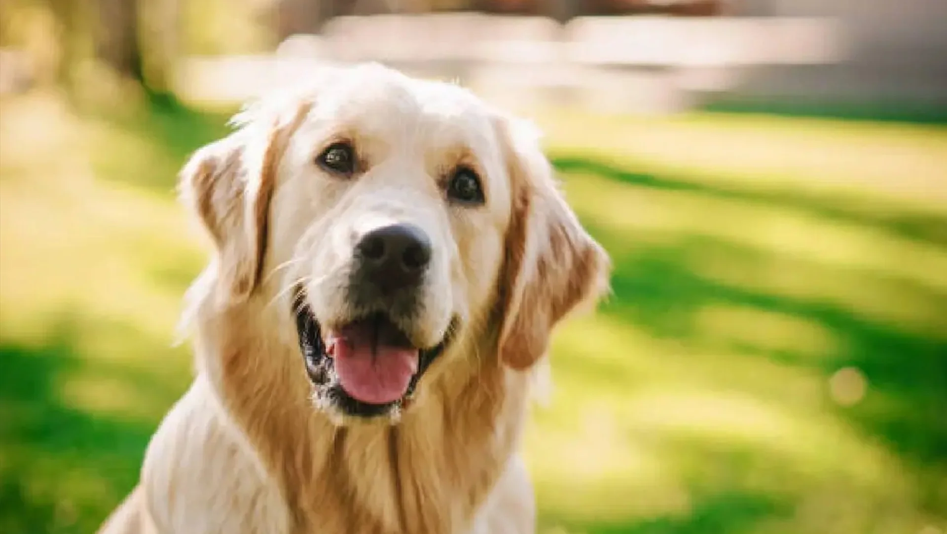 Dog Babu Certificate Scam: 'डॉग बाबू' के नाम पर बना आवास प्रमाण-पत्र! बिहार में डिजिटल फर्जीवाड़े पर गिरी सरकार की गाज