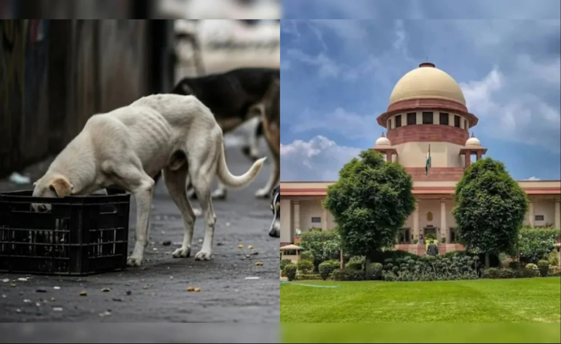 सुप्रीम कोर्ट का आज बड़ा फैसला: आवारा कुत्ते रहेंगे शेल्टर होम में या सड़क पर? जानें पूरा मामला