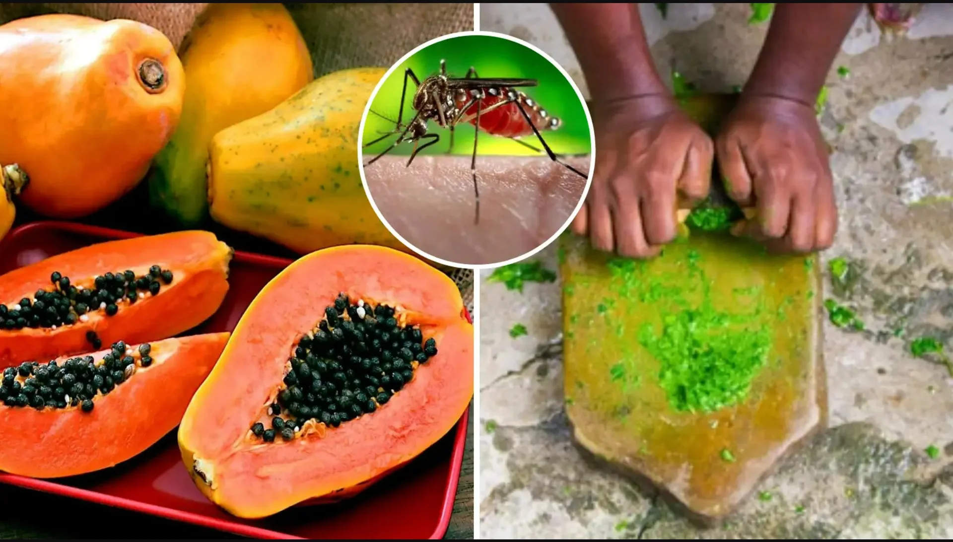 Dengue Treatment Home Remedy: डेंगू-मलेरिया का दुश्मन है पपीते का पत्ता! जानें कैसे एक चम्मच रस से बढ़ती है प्लेटलेट्स और इम्यूनिटी"