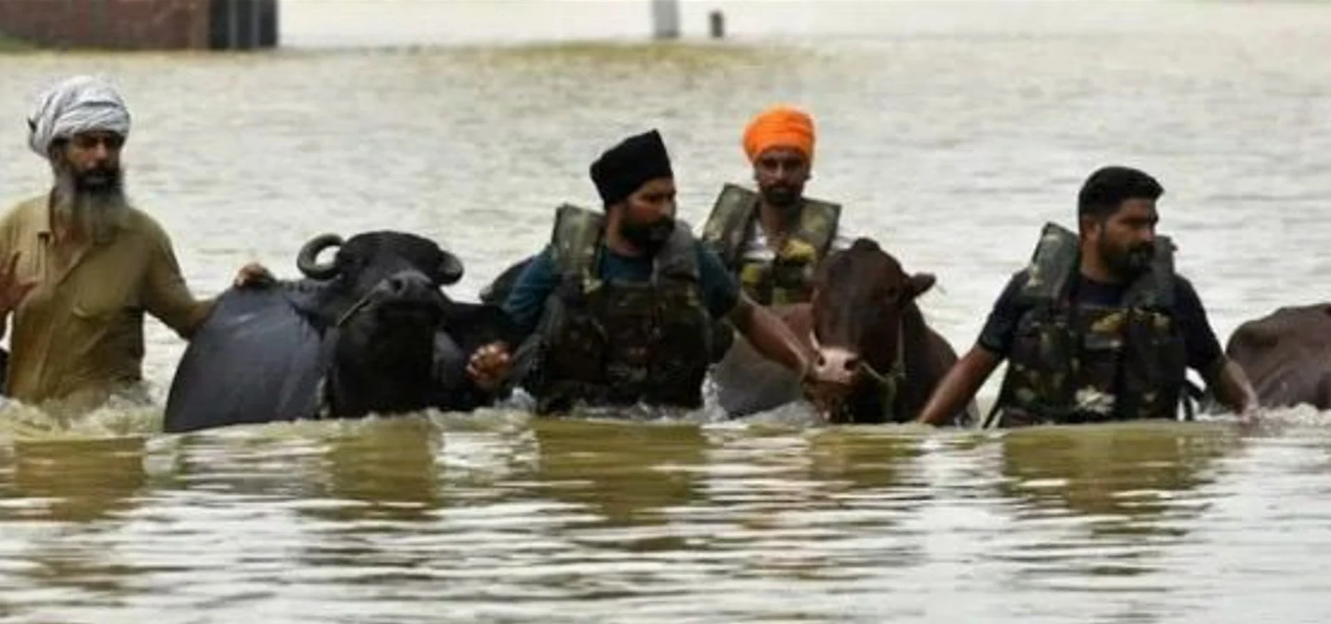 Punjab Flood Relief: CM मान सरकार ने सिर्फ 7 दिन में बचाए 1.75 लाख से ज़्यादा पशु, ‘गल-घोटू’ से किसानों की रोज़ी-रोटी सुरक्षित