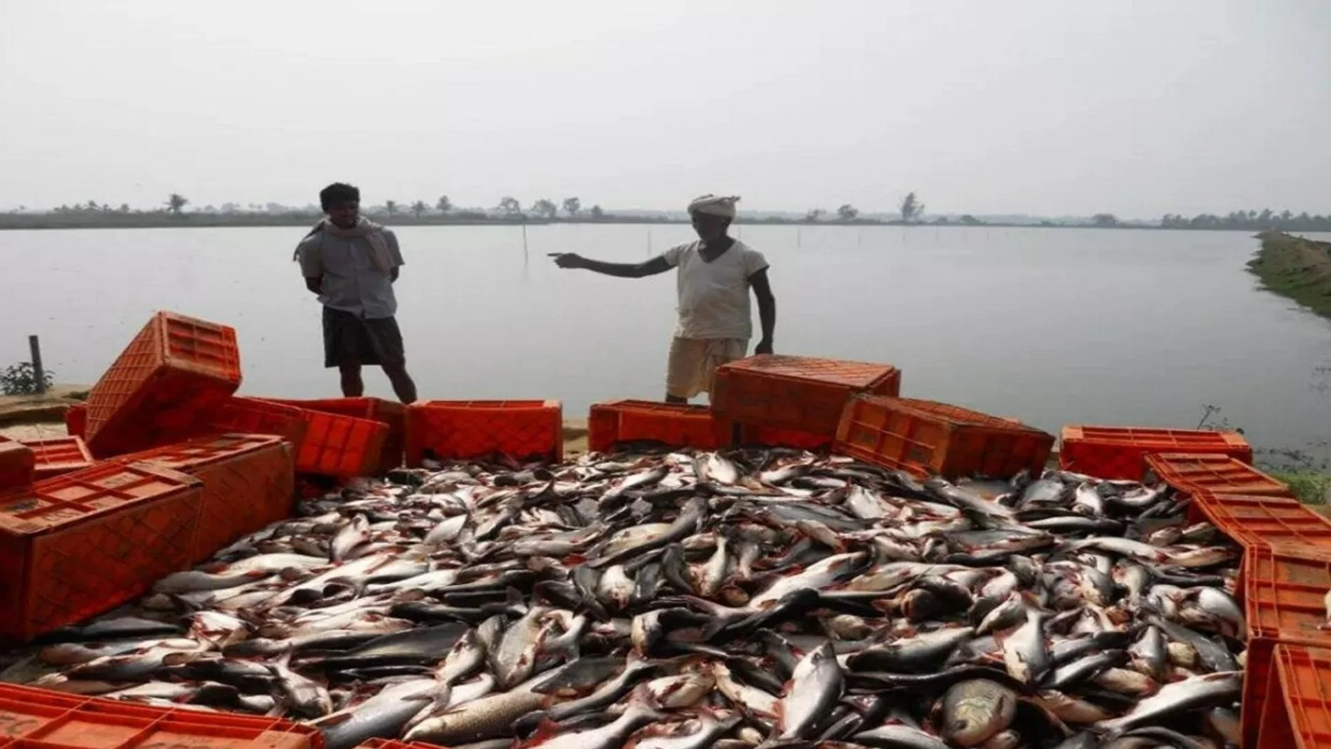 Bihar Machhli Palan Yojana: SC/ST किसानों के लिए बिहार सरकार का बड़ा तोहफा! मछली पालन पर 80% अनुदान, ऐसे उठाएं योजना का फायदा