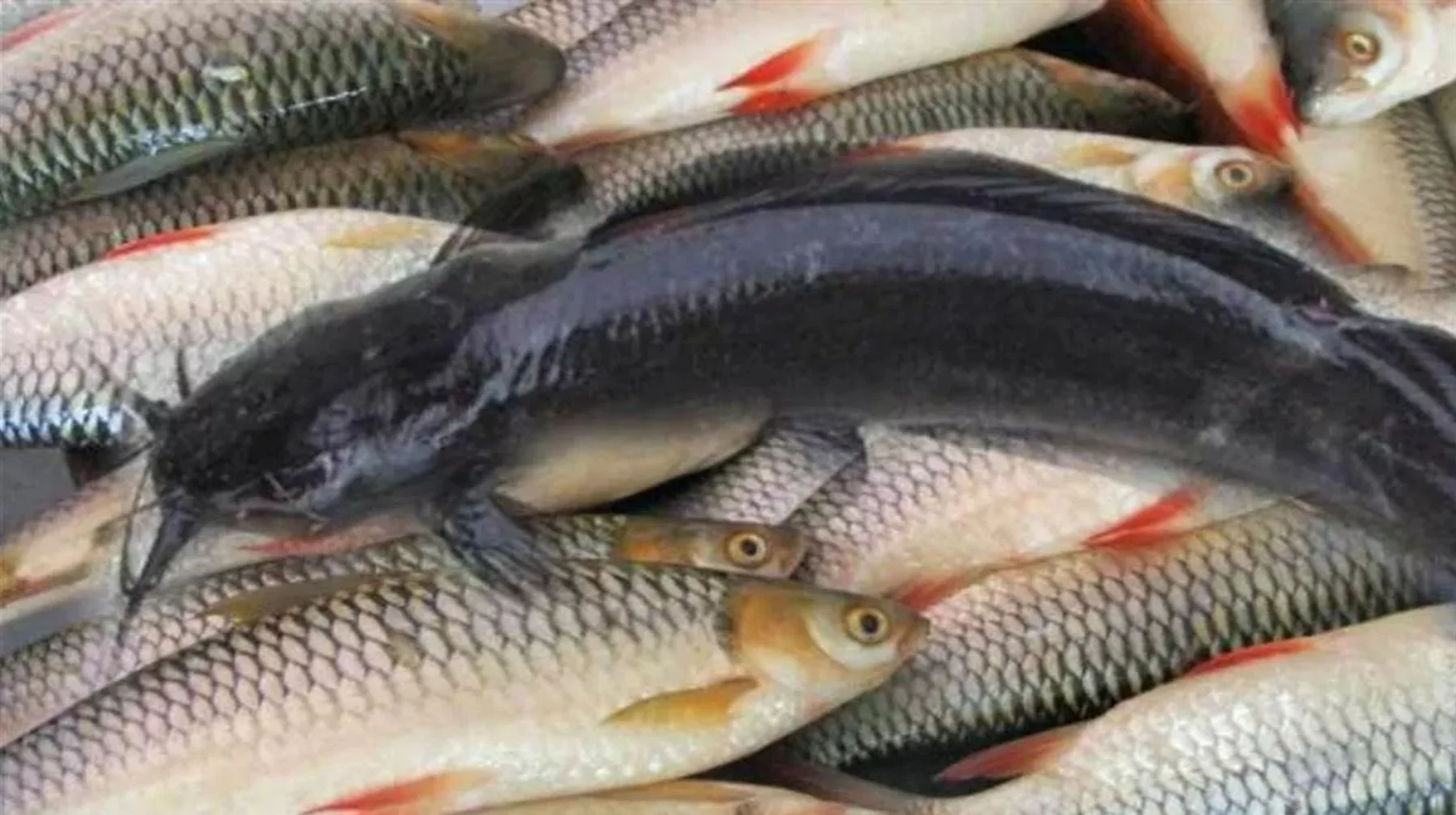 Bihar Fishery Subsidy Scheme 2025: मछली पालकों को मिल रहा 70% तक अनुदान, CM योजना में ऑनलाइन आवेदन शुरू, जानें कैसे मिलेगा लाभ