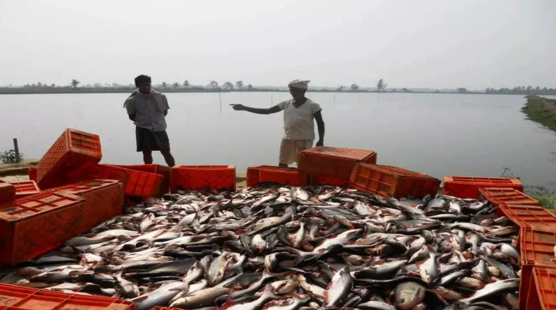 Bihar Fisheries Scheme: बिहार में मत्स्य उत्पादन को नई रफ्तार! कोसी और पूर्णिया क्षेत्र में FPO की समीक्षा बैठक में हुए बड़े फैसले