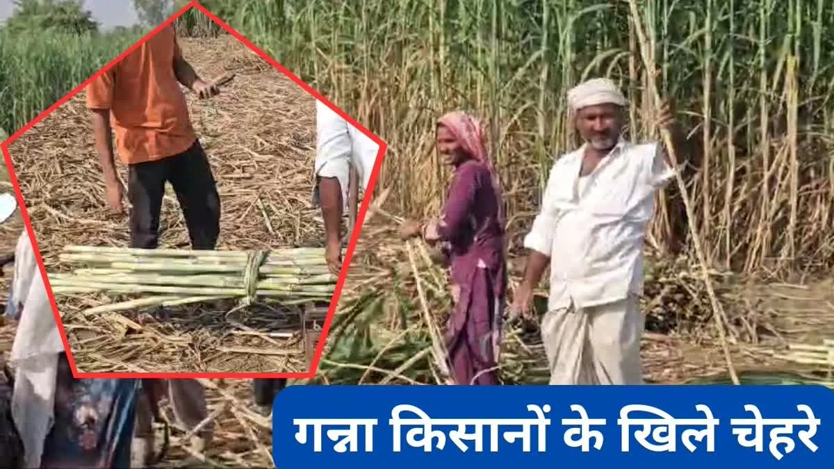 राज्य में हुई 351 क्विंटल हुई गन्ना की खरीद- 85 फीसदी से अधिक हुआ गन्ना किसानों डेय राशि का भुगतान