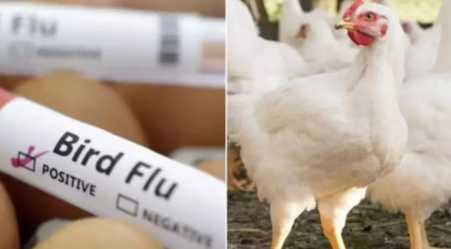 Bird Flu Alert: आंध्र प्रदेश और तेलंगाना में बर्ड फ्लू की दहशत, चिकन की कीमतों में भारी गिरावट, रेट गिरकर ₹30 kg हुई