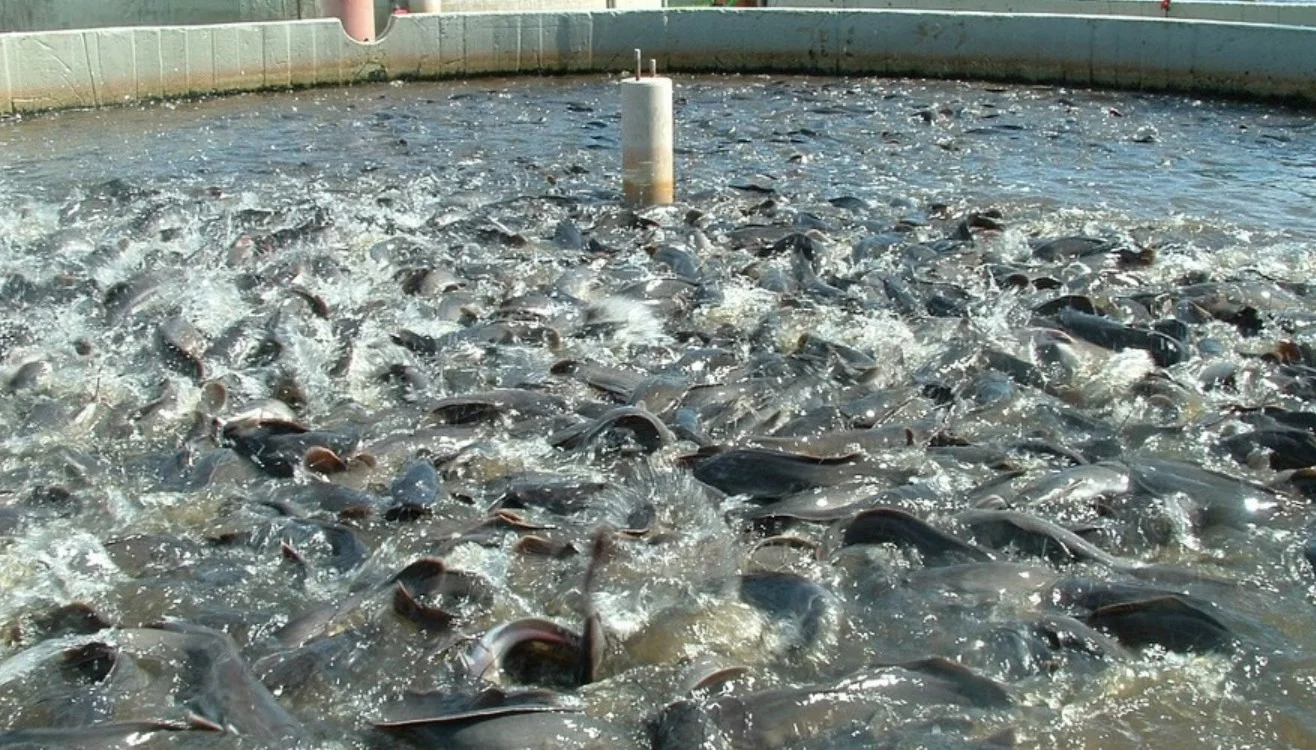 Fisheries Department: बिहार में तेजी से बन रहे हैं नए तालाब! मत्स्य निदेशक ने दिए सख्त निर्देश – अप्रैल तक खत्म हो जाएंगे सारे काम? जानें ज़िला-दर-ज़िला आंकड़े!