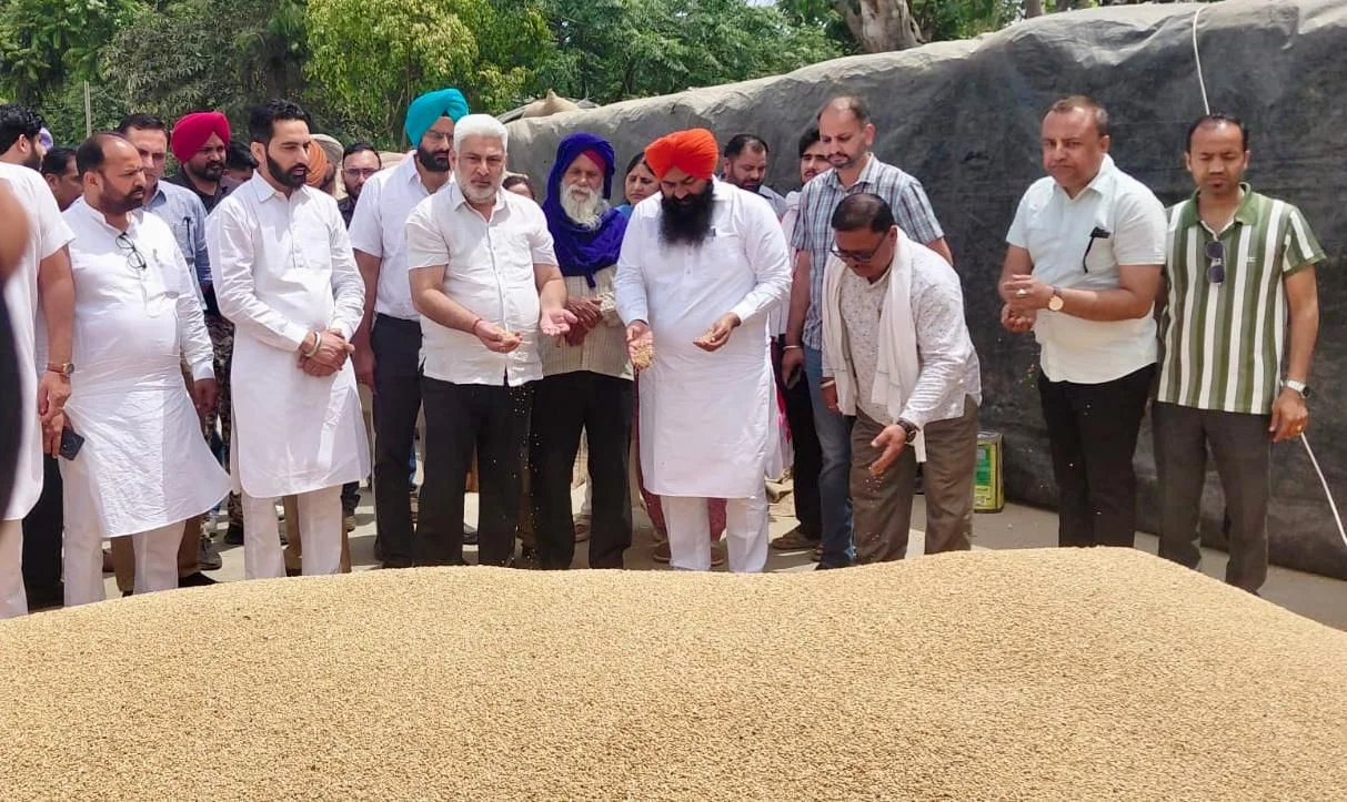 पंजाब की मंडियों में 28 लाख मीट्रिक टन गेहूं की आमद, 24 लाख मीट्रिक टन से अधिक की खरीद : लाल चंद कटारूचक्क