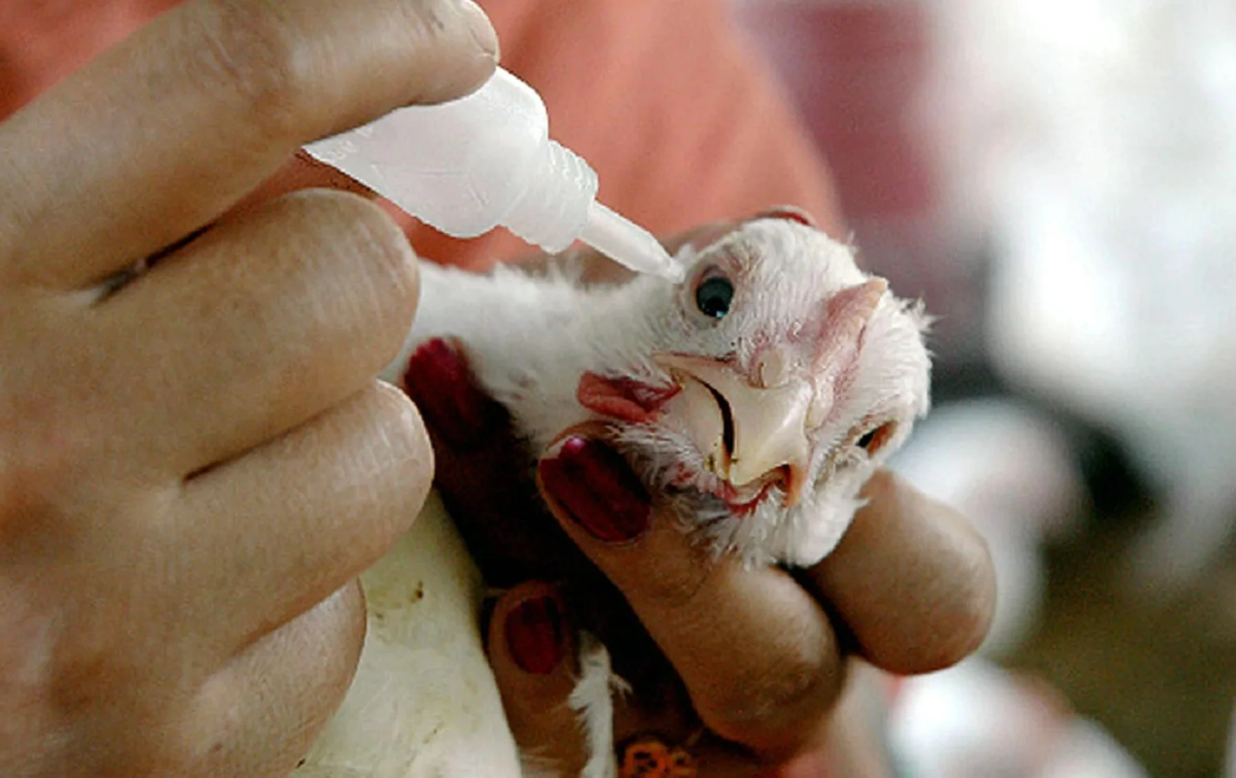 Bird Flu Alert: बर्ड फ्लू से बचने के लिए क्या करें? अंडे-चिकन को लेकर बरतें ये सावधानी
