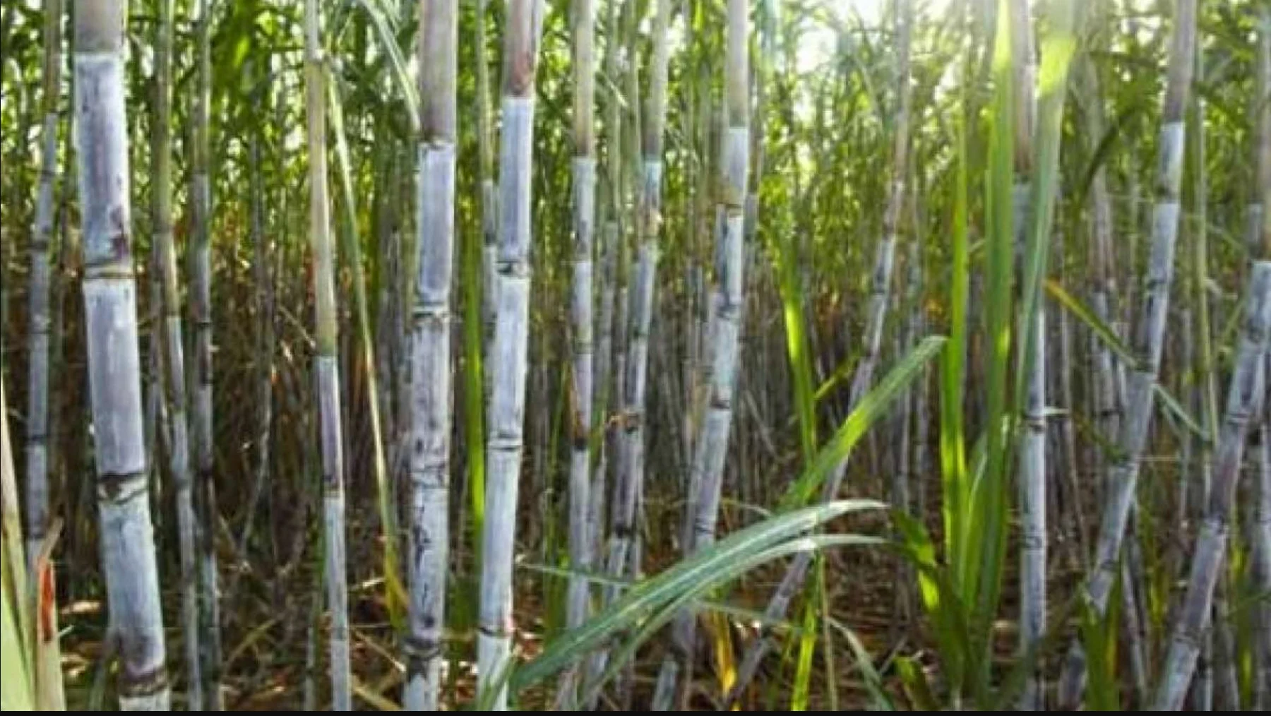 Bihar Sugarcane Research Center: बिहार के पूसा में बनेगा अंतरराष्ट्रीय गन्ना रिसर्च सेंटर, किसानों को मिलेगा हाईटेक बीज और तकनीक!
