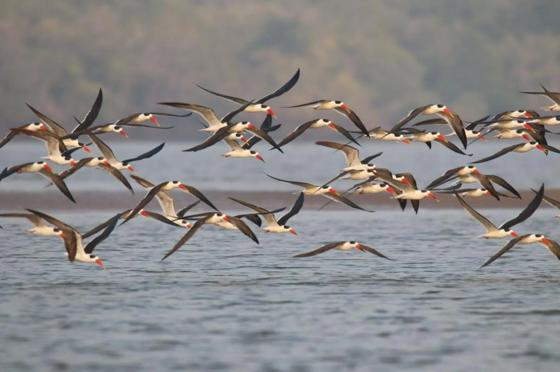 Asian Aaterbird Census 2025: बिहार बना देश के लिए मिसाल! एशियाई जलपक्षी गणना बैठक में conservation मॉडल की सराहना