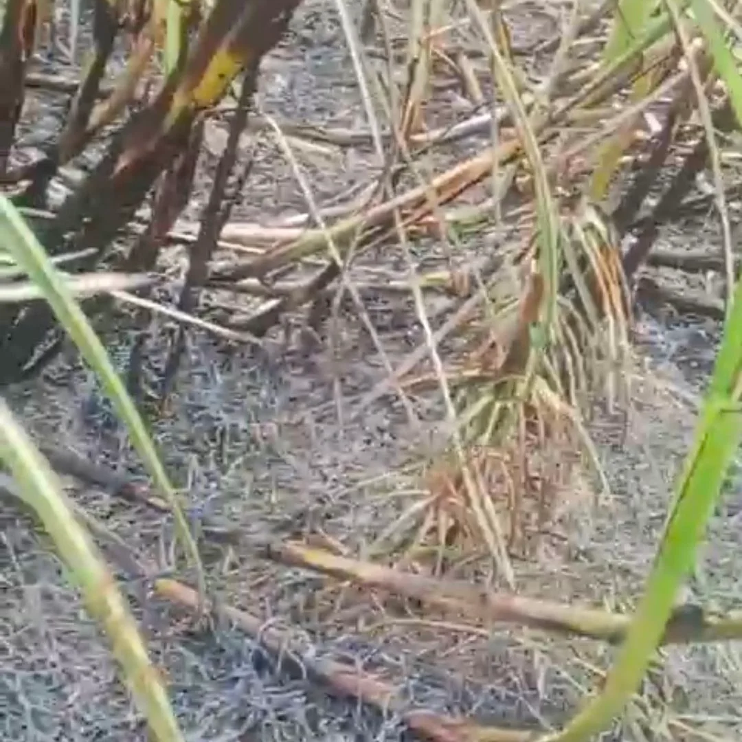 उत्तर प्रदेश: झूलते बिजली तारों से निकली चिंगारी ने जलाई 5 बीघा गन्ने की फसल, किसानों में आक्रोश