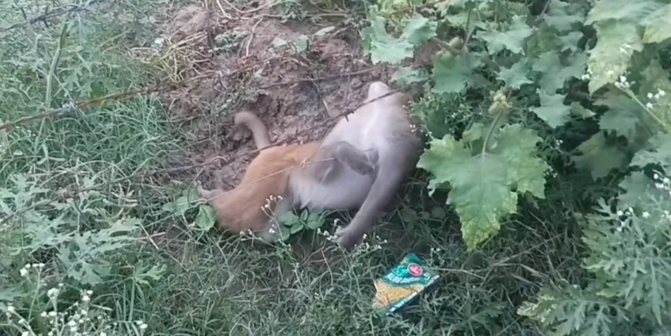 उत्तर प्रदेश: हाथरस में करंट लगने से 10 से 12 बंदरों और दो कुत्तों की मौत, इलाके में मचा हड़कंप
